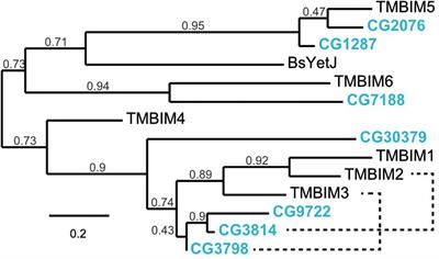 The Evolutionary Conserved Transmembrane BAX Inhibitor Motif (TMBIM) Containing Protein Family Members 5 and 6 Are Essential for the Development and Survival of Drosophila melanogaster